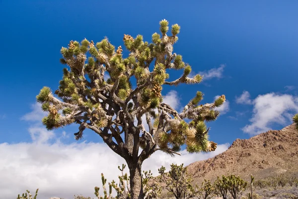 Mojave Joshua Tree — Stock fotografie