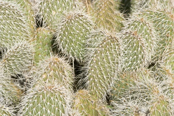 Prickly Pear Spines — Stock Photo, Image