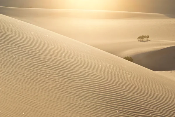 砂漠の砂丘のスパーク リング ワイン — ストック写真