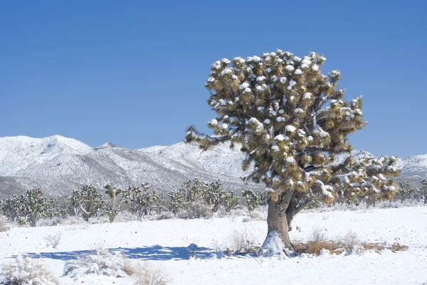 Joshua Tree Sentinel in Desert Snow — Stok fotoğraf
