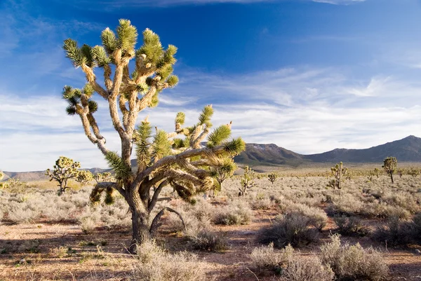 Josuha fák nad leheletfinom sivatagi felhők 2 — Stock Fotó