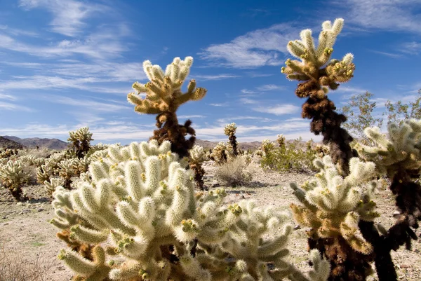 Mojave Desert Cholla — Stock Photo, Image