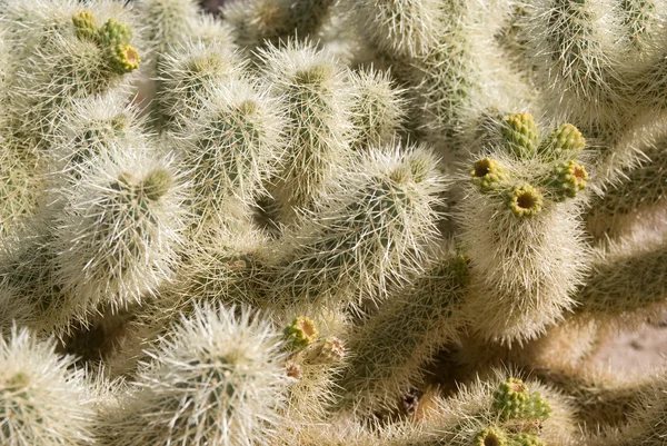 Cholla Spines Close-up — Stock Photo, Image