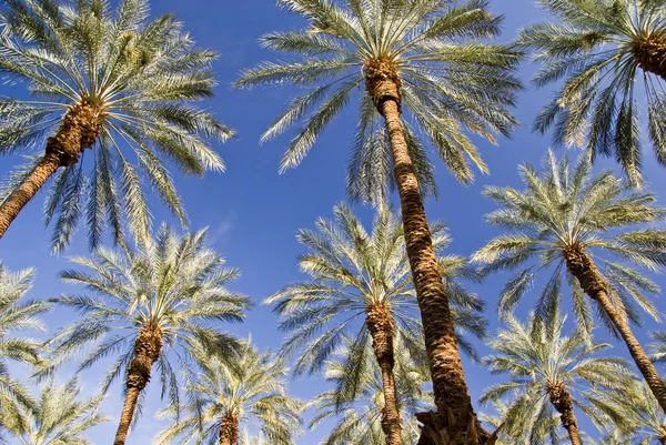 Datlové palmy na modré — Stock fotografie