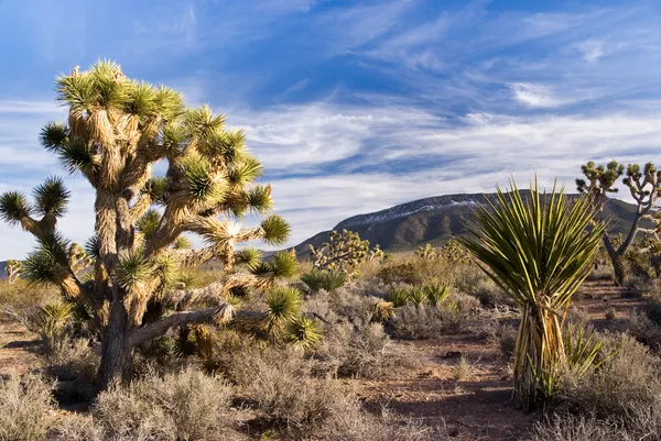 Josuha дерева nad тонкими пустелі хмари 3 — стокове фото
