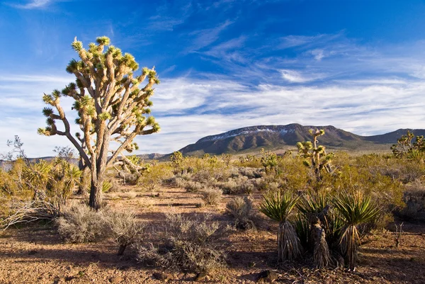Josuha 木 nad うっすら砂漠の雲 — ストック写真