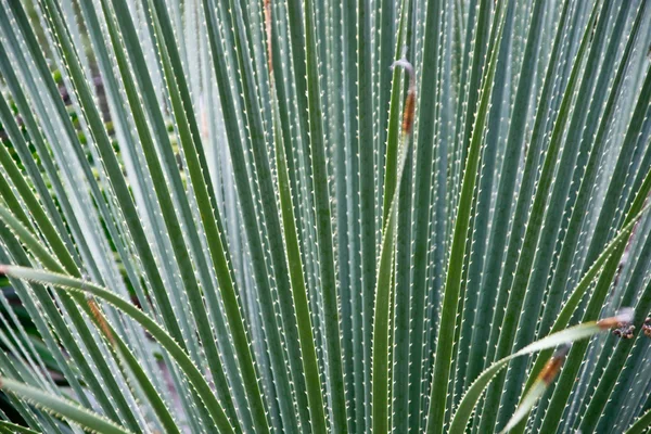 Cactus Close-up — Stock Photo, Image