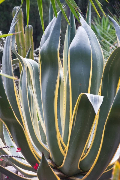 Stripped агави кактус — стокове фото