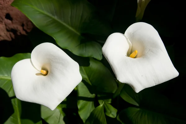 Två vita liljor — Stockfoto