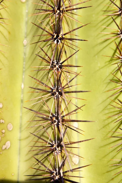 Spine di cactus — Foto Stock