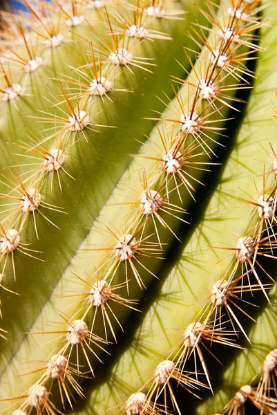 Cactus Spines — Stock Photo, Image