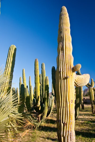 Cactus Centinelas de la tarde — Foto de Stock
