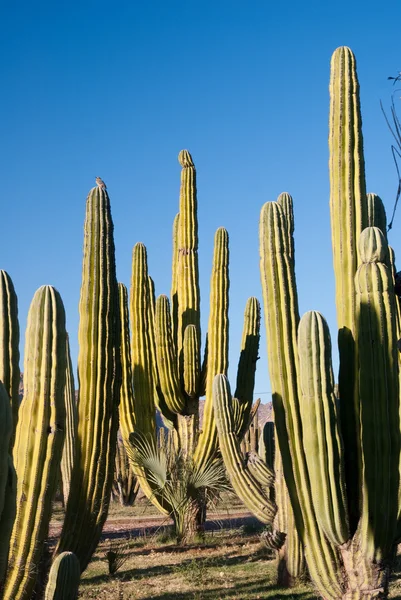 Sonoran Nöbetçi'yi — Stok fotoğraf