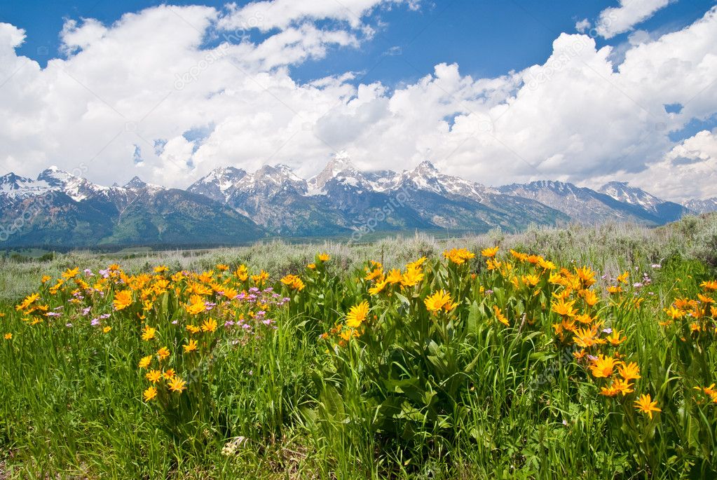 Wildflowers and Teton Mountains
