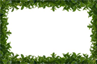 Green leafy hedge frame clipart