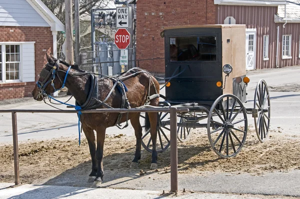 Amish at ve buggy — Stok fotoğraf
