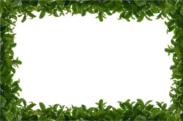 Yeşil yapraklı çit çerçeve — Stok fotoğraf
