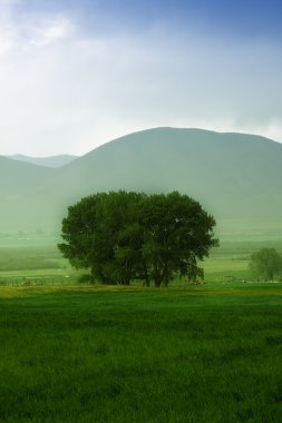 Tree behind a farm