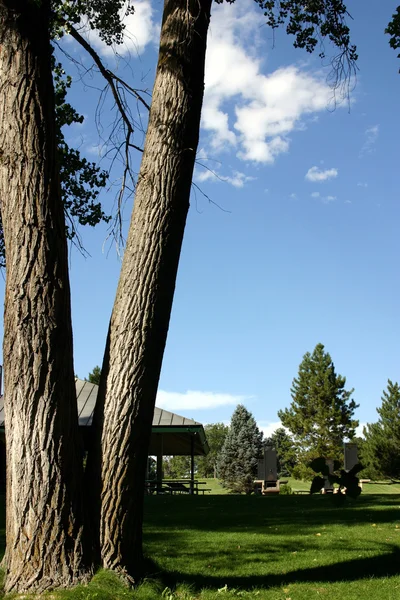 Park'la, ağacın — Stok fotoğraf