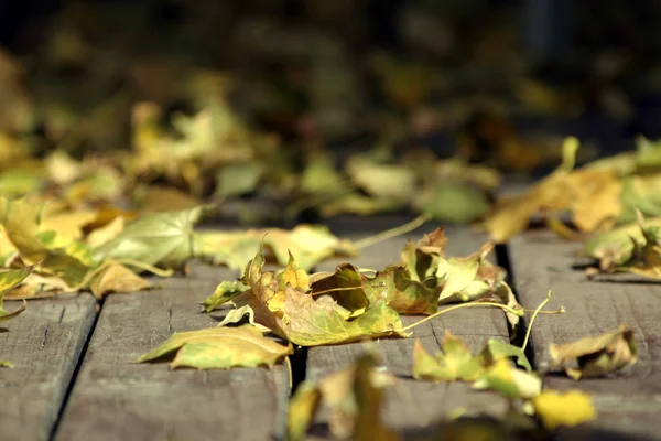 Close up on the Leaves Falling — Stock Photo, Image