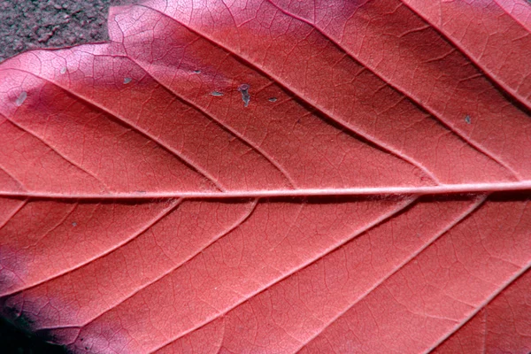 Up Close and Leaf — Stock Photo, Image
