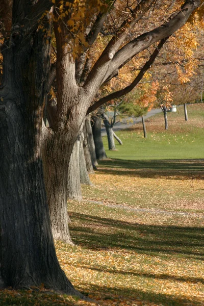 Árbol y un parque — Foto de Stock