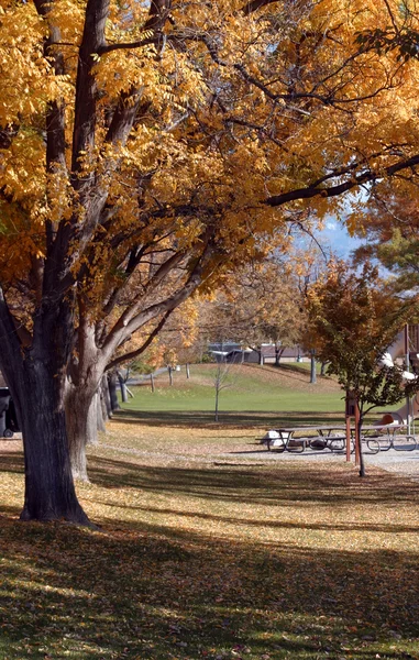 Tree and a Park — Stock Photo, Image