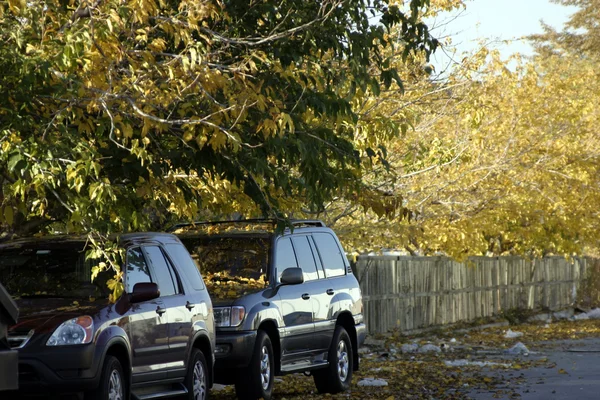 Dvě auta pod stromy — Stock fotografie