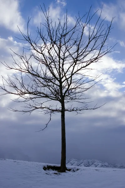 Fechar em uma árvore no inverno — Fotografia de Stock