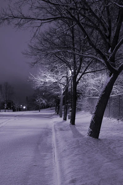 公園内の行に雪に覆われた木 — ストック写真