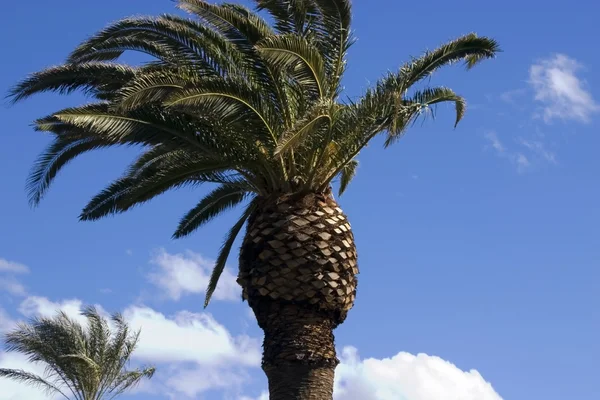 Пальмы с голубым небом — стоковое фото