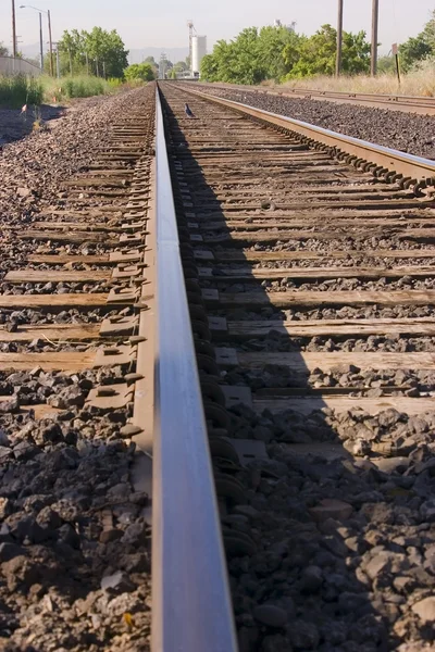 Vogel op de railroad tracks — Stockfoto