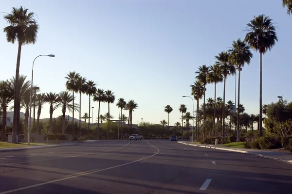 Palmen entlang der Straße — Stockfoto