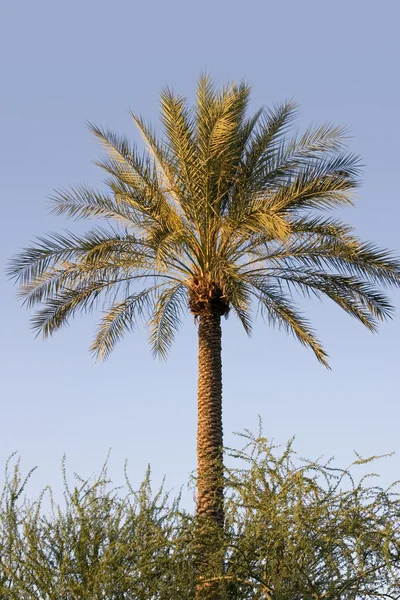 Palm Tree — Stock Photo, Image