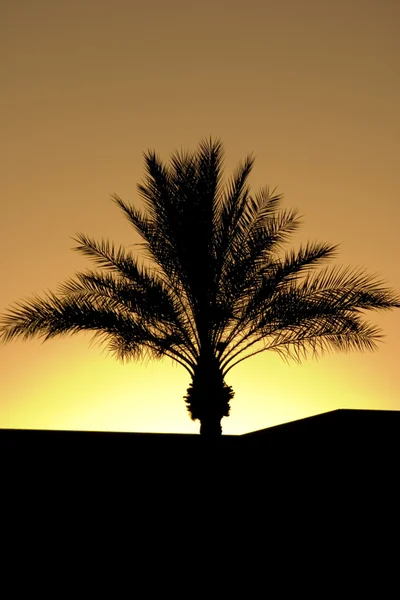 Palm träd silhouette under solnedgången — Stockfoto