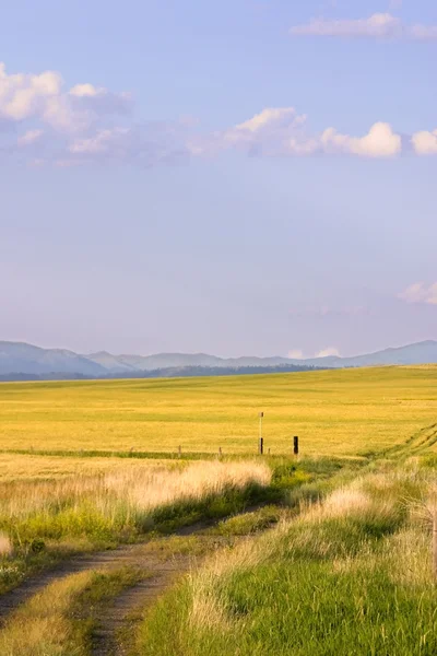 Pad naar een veld in montana — Stockfoto