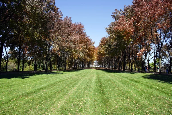 Trees in a Park — Stock Photo, Image