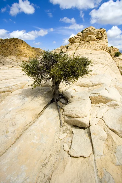 Cerca de las rocas con un pequeño árbol —  Fotos de Stock
