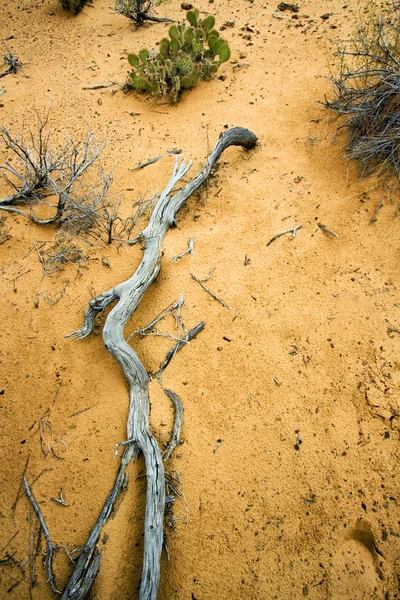 Sökvägen till sanddynerna i snö kanjon — Stockfoto
