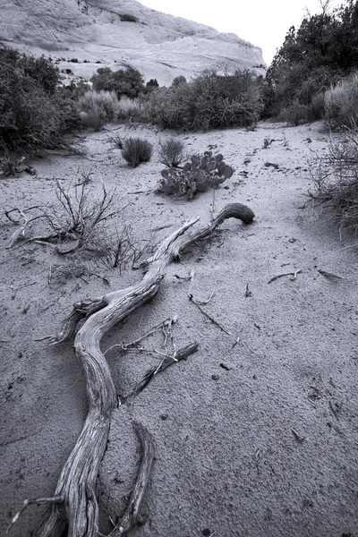 Sökvägen till sanddynerna i snö kanjon - utah — Stockfoto