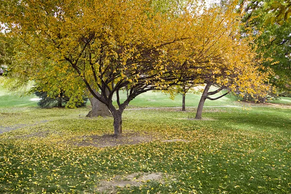 Les arbres à l'automne — Photo