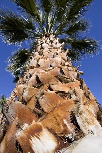 Fechar em cima de uma árvore de ameixa — Fotografia de Stock