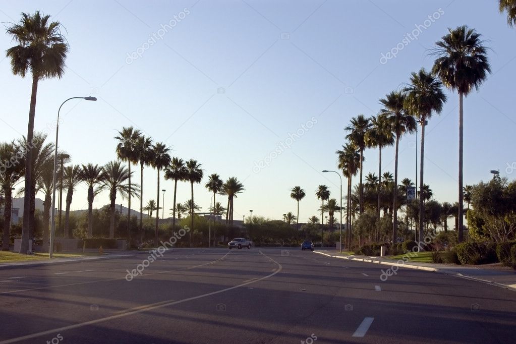 Palm Trees Along the Road