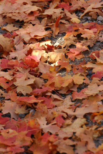 Close up Red Leaves — Stock Photo, Image