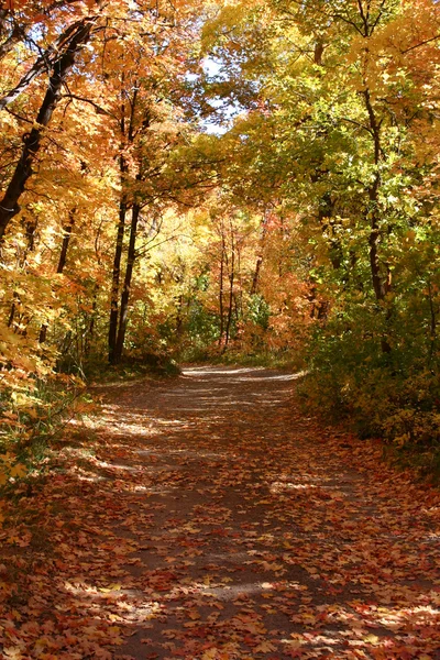 Down the Fall Path — Stock Photo, Image