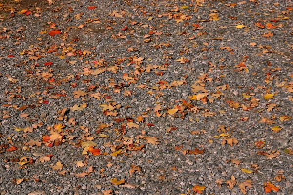 下来的秋天路径 — 图库照片