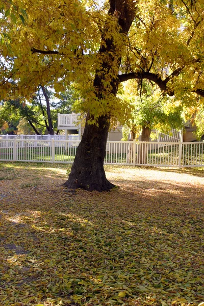 Ağaç ve bir park — Stok fotoğraf