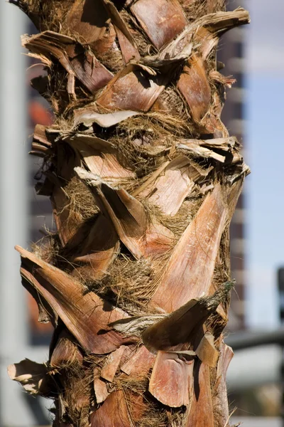 Close-up op een palmboom — Stockfoto