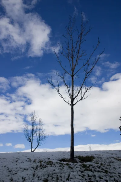Крупним планом на дереві взимку — стокове фото