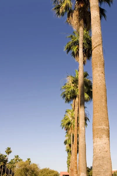 Palm Trees in a Row from the Ground — Stock Photo, Image